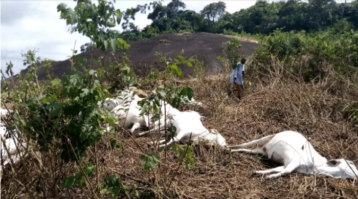 cows murdered in plateau state